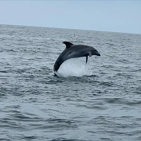 Casa Dos Arcos - Penina וילה
