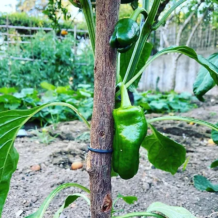 Villa Casa Dos Arcos - Penina Portimão