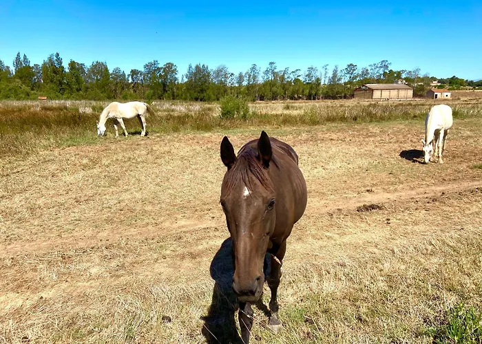 Casa Dos Arcos - Penina ヴィラ
