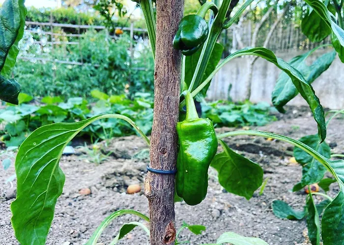 ヴィラ Casa Dos Arcos - Penina ポルティマン